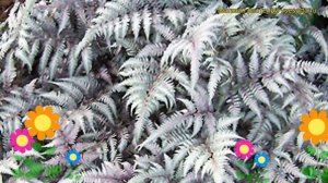 Кочедыжник ниппонский Металликум Пиктум. Краткий обзор athyrium niponicum Metallicum Pictum