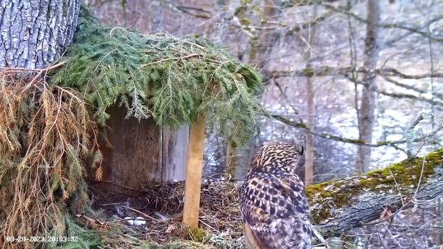 Eagle Owl Takes Her Break ?? 03/28/23 19:52 смотреть онлайн