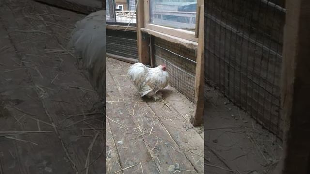 В контактном😺🦝🐴🦙🦜🐒зоопарке.Артурчик и морская свинка.(24/7/21) смотреть онлайн