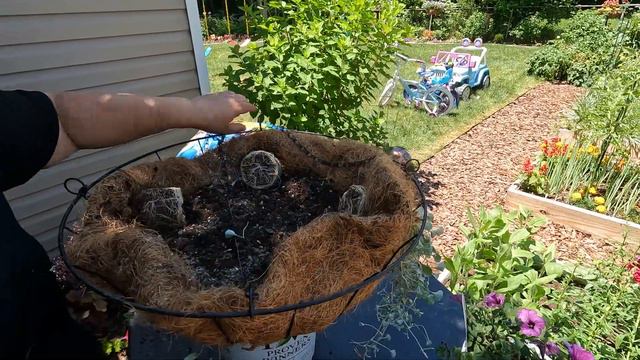 Jellyfish hanging basket смотреть онлайн