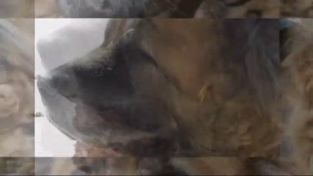 Дашуля (Цкаро Царина) смотреть онлайн