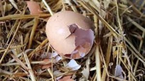 Почему куры клюют свои яйца что делать