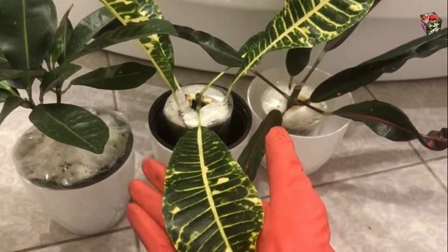 КРОТОН - 5 СЕКРЕТОВ В УХОДЕ. Сорта кротонов: Red Philippines, Curly Boy & John Bender