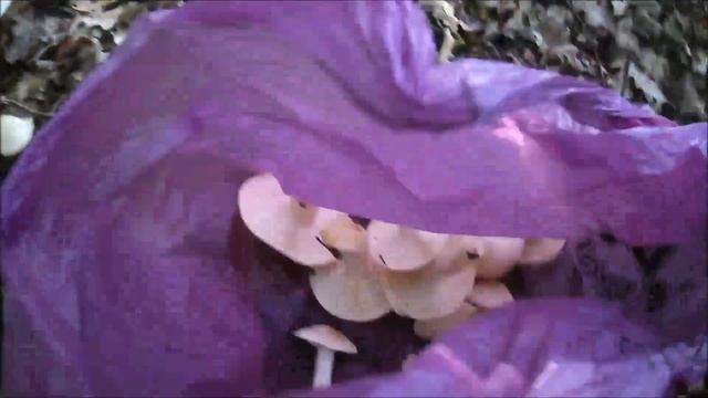 ✔Последние весенние грибы?2022. Ведьмино? кольцо✔ смотреть онлайн