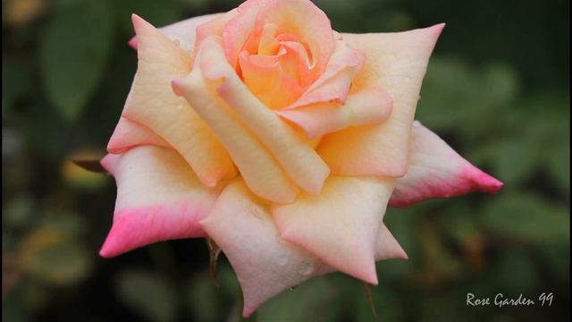 Hybrid Tea Rose || Multicolour Rose Flower || Rose Plant
