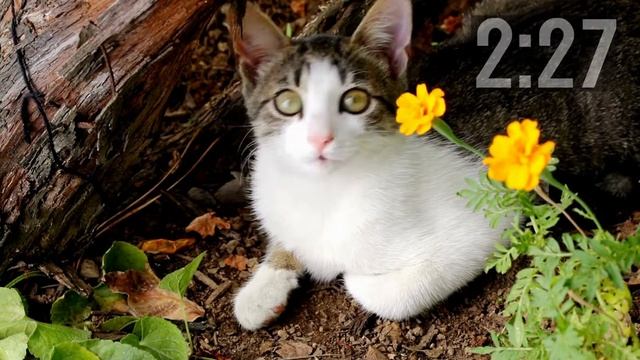5 Minute Countdown Timer | Cutest Kittens | Adorable Cats смотреть онлайн