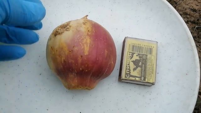 Индийский чеснок//Гигантский чеснок//Посадка под зиму//