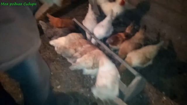 Наш петух разбушевался! Что случилось? смотреть онлайн