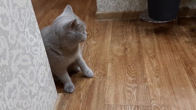 #129 Кошка запросила кота ОПЯТЬ, что делать ? (#британские #кошки #happy #cats #сара #sara) смотреть онлайн