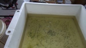 Дафния моина - ответы на вопросы по разведению этого живого корма для рыб