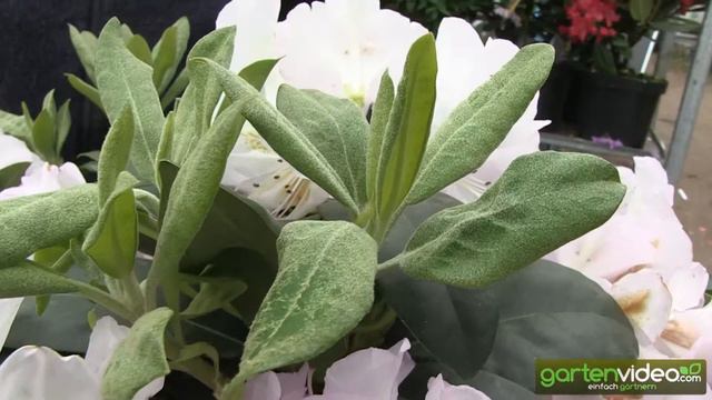 Rhododendron Hybride Gomer Waterer смотреть онлайн