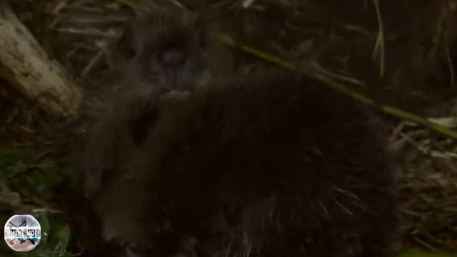 Жизнь пары бобров и их бобрят в подземном логове. Съёмка на фотоловушку. смотреть онлайн