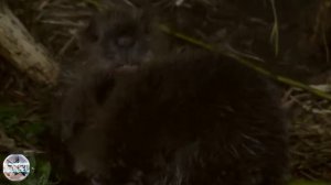 Жизнь пары бобров и их бобрят в подземном логове. Съёмка на фотоловушку.