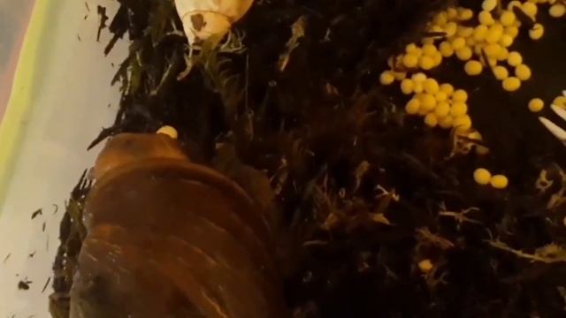 Почему улитки не несут кладки? | Когда улитки начинают нести яйца? | Snails for you смотреть онлайн