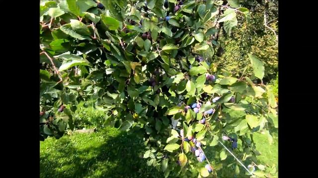 Наша дача. Созрела кукуруза. смотреть онлайн