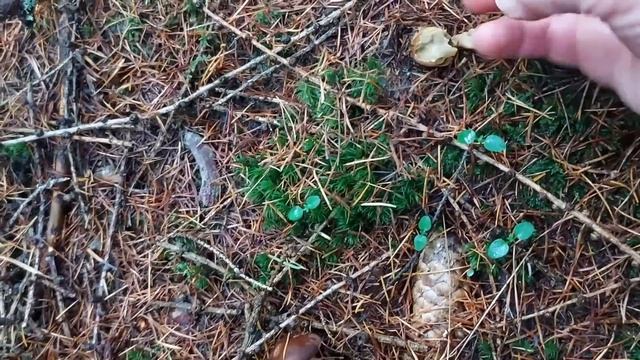 Грибы в середине  декабря  в Германии!!! Прогулка по лесу