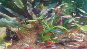 Если у вас маленький аквариум, заведите креветок! Кормление креветок..