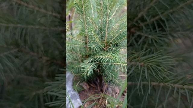 отличие голубой (сизой) ёлочки от Ёлки зеленой смотреть онлайн