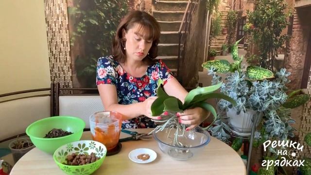 ? Омолаживаем орхидею! смотреть онлайн