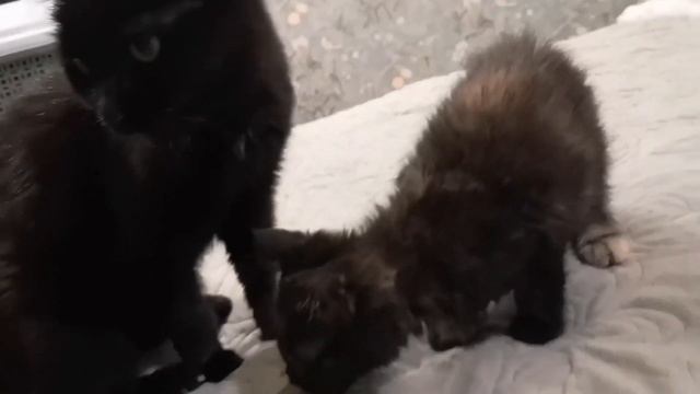 Разве кошки едят это? Необычные предпочтения в еде у двух кото девочек. смотреть онлайн