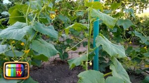 КАК ПРАВИЛЬНО ФОРМИРОВАТЬ ОГУРЦЫ В ОТКРЫТОМ ГРУНТЕ ДЛЯ БОЛЬШОГО УРОЖАЯ