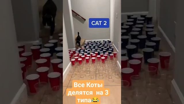 3 вида котов смотреть онлайн