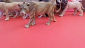 Мой прайд львов