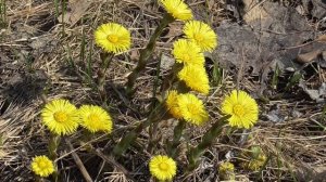 Здоровый дух   Сытин Г.Н. (без муз.)