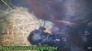 Реанимация козленка //сложные роды козы