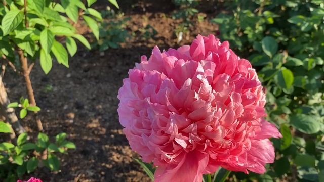 Розы. Радость первого цветения !!! А как сохранить эту красоту ? Пару рецептиков для Вас.??? смотреть онлайн