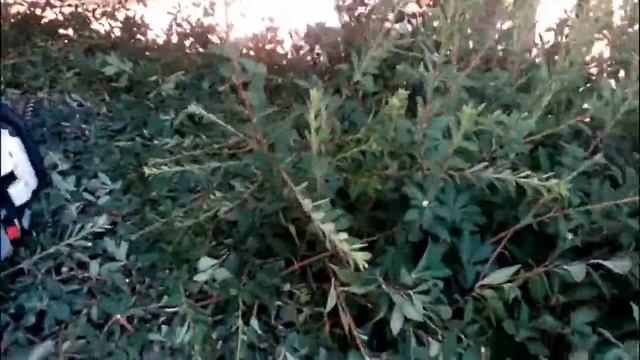 СТРИЖЁМ ЖИВУЮ ИЗГОРОДЬ !!! смотреть онлайн