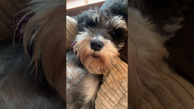 Zen pup! смотреть онлайн