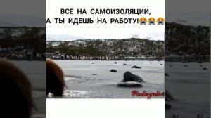 Пингвин идет на работу!!!