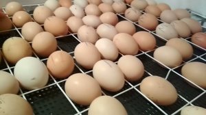 Как заложить куриное яйцо в инкубатор "несушка":)