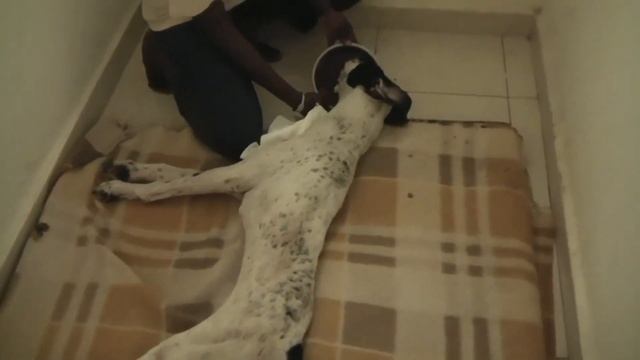 Спасение собакена Миики от столбняка.Ветклиника в Гамбии. смотреть онлайн