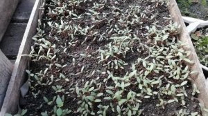 Гомфрена☘️. Условия для удачного посева?