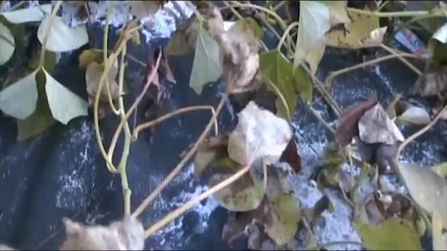 Батат даёт семена! смотреть онлайн