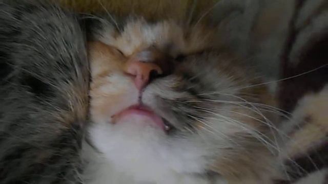 Коты созданья неземные! И неземным владеют сном:) Факты о сне кошек. Кошка Подушка. смотреть онлайн