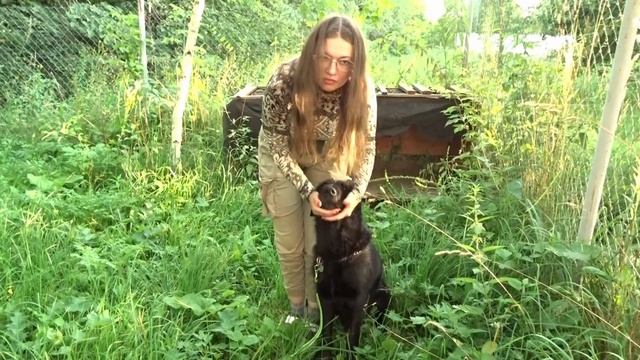 Вычесываем репей у собаки без конфликта смотреть онлайн