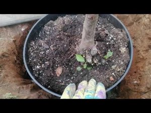 Посадка черешни в Подмосковье. Подробная инструкция