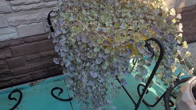 Моя дихондра. Осень. смотреть онлайн