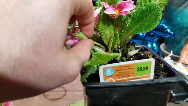 Deadheading & Pruning Primulas! Primrose Deadheading смотреть онлайн