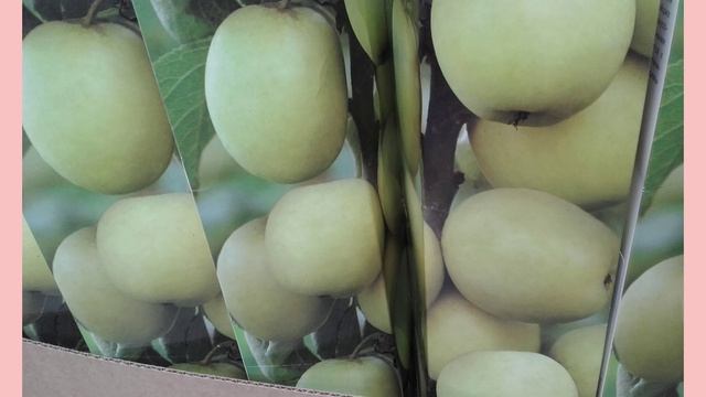 БЕГОМ ЗА САЖЕНЦАМИ ПЛОДОВЫХ ДЕРЕВЬЕВ В ОБИ! смотреть онлайн