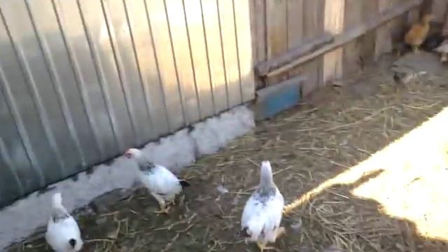 ...пол у индоутки - штука сУрьёзная!!! смотреть онлайн