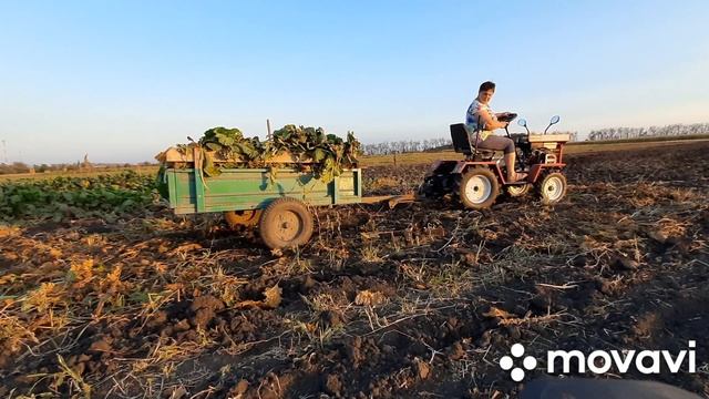 Моё впечатление от трактора МТ - 110 На огороде, свекла,тыква смотреть онлайн