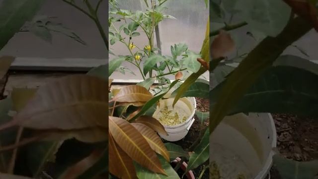 Первое цветение манго смотреть онлайн
