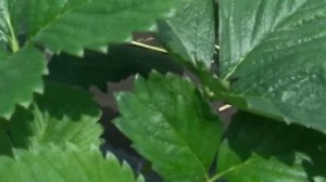 Клубника ? сорт Брайтон краткий обзор 10.06.2021