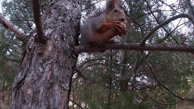 Белка с орехом смотреть онлайн