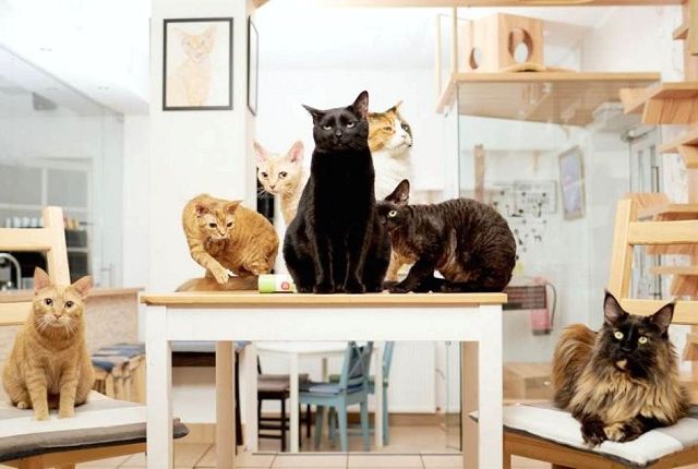 Республика кошек, Питер - видео из котокафе смотреть онлайн