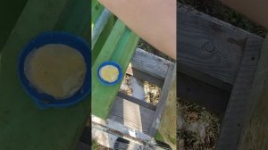 Обработка пчёл пробиоксом, по улочкам.